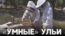 Израильский стартап оборудует ульи датчиками и посылает данные в облако