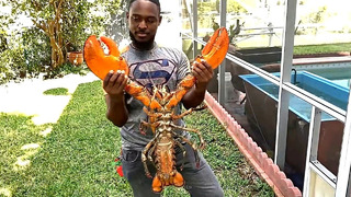 Лобстеры/Lobsters | Почему они такие дорогие