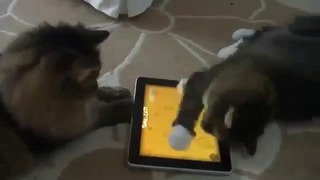 Кошки играют в ipad