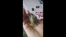Small Baby Squirrel Eats Grape #shorts