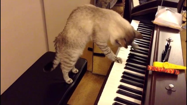 Шок! Котэ играет на пианино