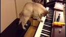 Шок! Котэ играет на пианино