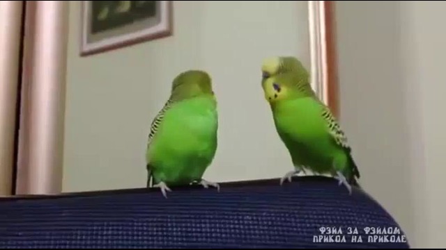 Спор попугаев