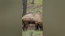 That last one though… Love is in the air in #AmericasNationalParks #shorts