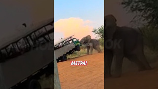 Водитель хотел прогнать слона, но всё пошло не по плану! | Новостничок
