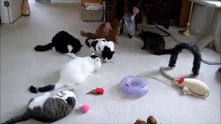 Epic Funny Cats Compilation