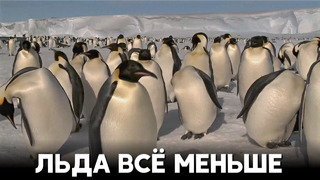 Императорские пингвины Антарктиды – под угрозой