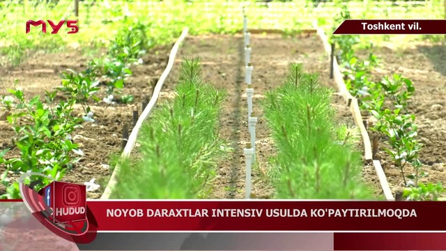 Noyob daraxtlar intensiv usulda ko’paytirilmoqda