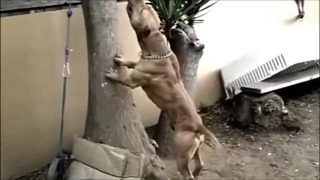 O poder do Pit Bull – The pit bull dog power (versão 2)
