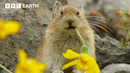Pika: The Tiny Mountain Bandit | BBC Earth