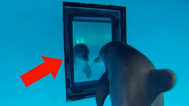 Посмотрите, Как Дельфины Реагируют на Зеркало