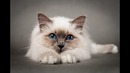 Смешные коты и котята! – Милахи коты – Смешное и милое видео