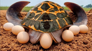 Вот Почему Черепахи Ненавидят День Своего Рождения