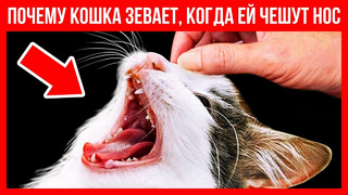Если кошка зевает, когда вы поглаживаете ей нос, она вас любит