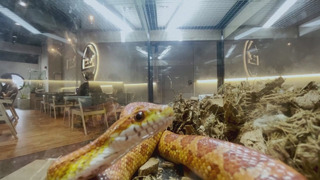 Посидеть в кафе в окружении змей и тарантулов предлагают в Малайзии