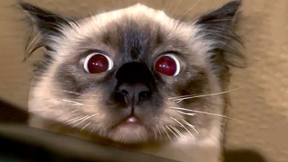 BEST CATS OF 2021 PT.2 | Funny Pet Videos