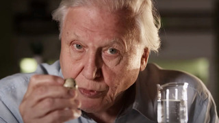 How Are Eggs Made? | Attenborough’s Wonder of Eggs | BBC Earth