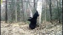 Медведь-почесун на «Земле леопарда»