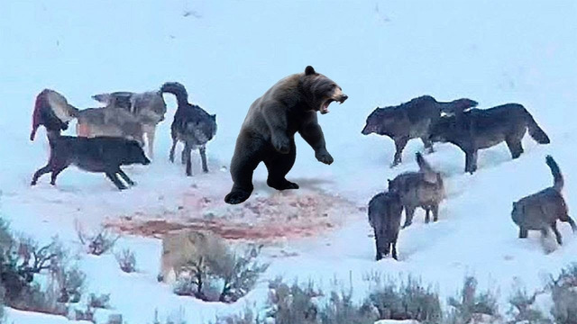 Эти Волки Окружили Медведя! Вот Что Было Дальше
