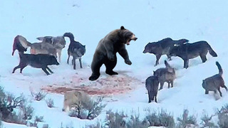 Эти Волки Окружили Медведя! Вот Что Было Дальше