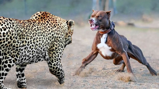 Этот Леопард Встретил Большого Пса! Редкие Сражения Животных, Снятые на Камеру