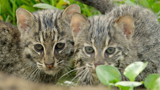 Fishing Cats: Masters of the Water | Big Cats | BBC Earth