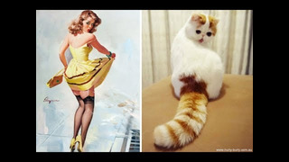 Funny cat / Смешные КОТИКИ 08 12 2019
