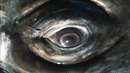 Staring Contest with a Whale | Relax With Nature | BBC Earth