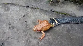 Змея ест лягушку