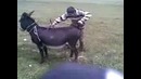 Пацан и Ишак