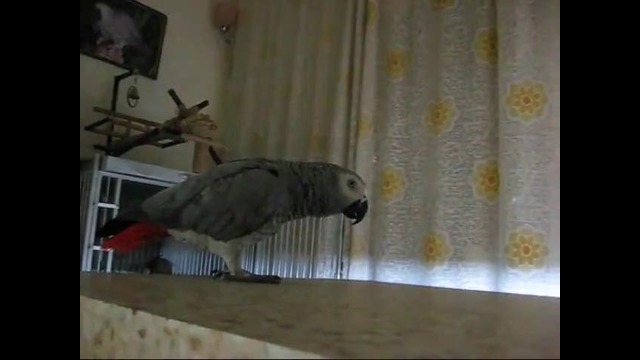 Удивительный говорящий попугай Жако