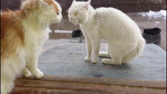 Кошки рыцарские