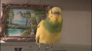 Очень болтливый желтый попугай