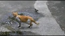 Не все коты охотятся на птиц