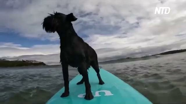 24 05 20 SURF DOGS