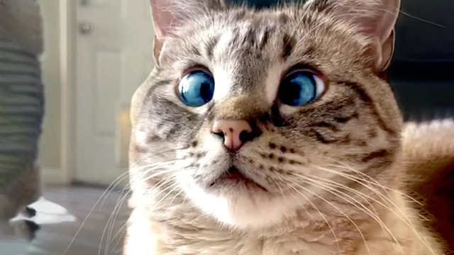 Cross Eyed Cat Is Adorable | Funny Pet Videos