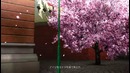 Hatsune Miku.Thousand Cherry Blossoms