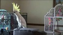 Какаду зажигает под песни Майкла Джексона