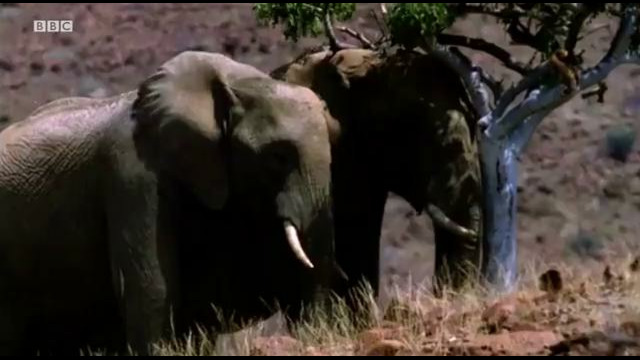 Elephants Struggle to Keep Cool in the Desert Heat | Elephant Nomads of the Namib Desert | BBC Earth