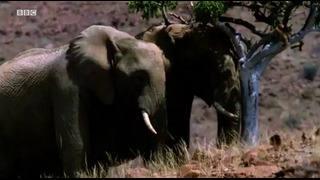 Elephants Struggle to Keep Cool in the Desert Heat | Elephant Nomads of the Namib Desert | BBC Earth