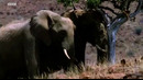 Elephants Struggle to Keep Cool in the Desert Heat | Elephant Nomads of the Namib Desert | BBC Earth