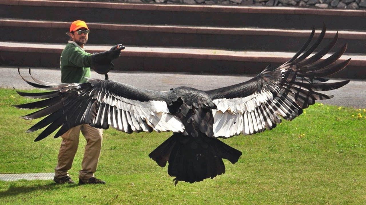 Картинка большой птицы. Андский Кондор размах крыльев. Андский Кондор самый большой в мире. Андский Кондор Гарпия. Андский Кондор с человеком.