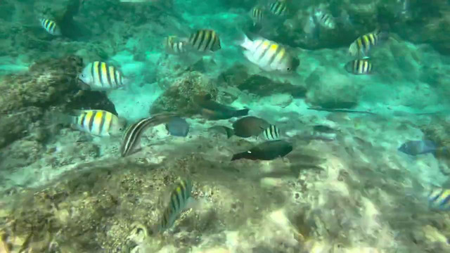 Snorkeling in Virgin Island (Best In The WORLD)