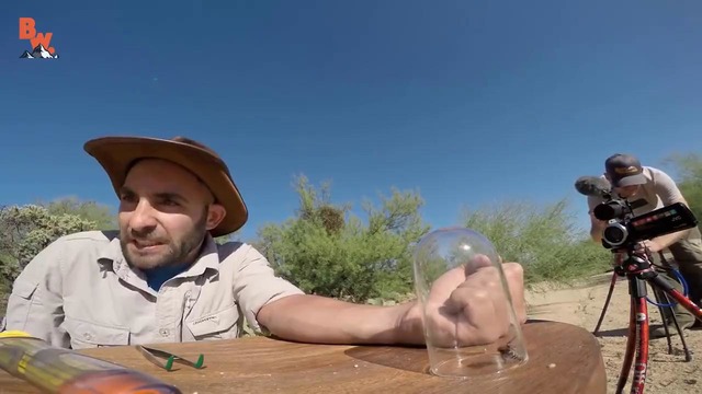Coyote petersen every insect sting compilation