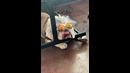 Bulldog Too Cool For School #shorts