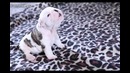 Трогательный бульдожик