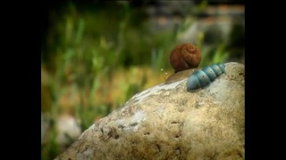 Букашки – A Snail dream – Сны улитки