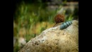 Букашки – A Snail dream – Сны улитки