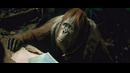 Watch Kingdom of the Planet of the Apes (2024)