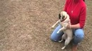 Ржачный голос у песика